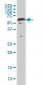 YY1 Antibody (clone 4A5)